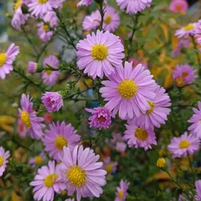 Астра СТРОУБЕРРИ ЭНД КРИМ новобельгийская в Рогачеве