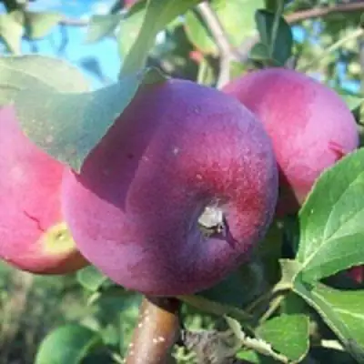 Яблоня СЕРЕБРЯНОЕ КОПЫТЦЕ в Рогачеве