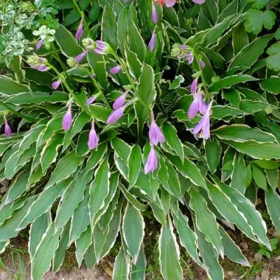 Хоста СТИЛЕТТО гибридная в Рогачеве