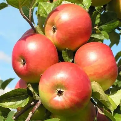 Яблоня ФРИДОМ в Рогачеве