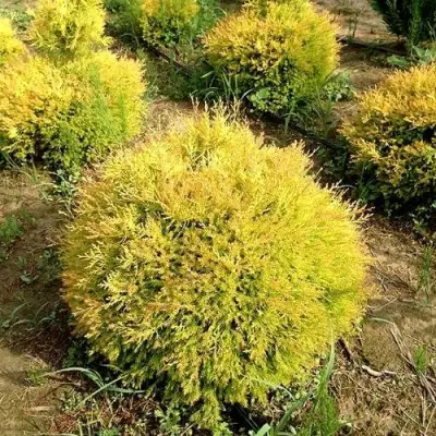 Туя ГЛОБОЗА АУРЕА западная в Рогачеве