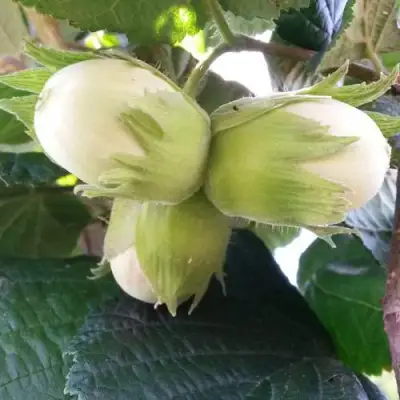 Фундук ЮННАТ в Рогачеве