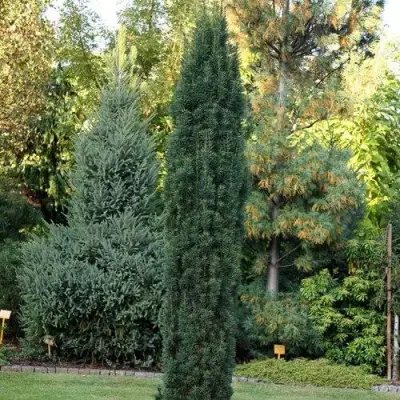 Тис ВОЙТЕК средний  в Рогачеве