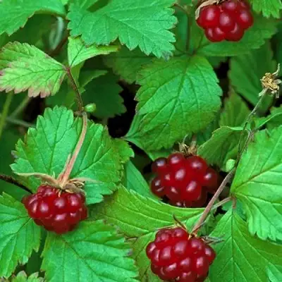 Княженика АУРА в Рогачеве