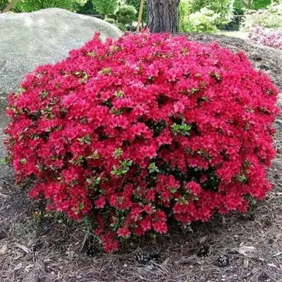 Азалия КАНЗОНЕТТА японская в Рогачеве