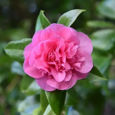 Камелия ДЕББИ в Рогачеве