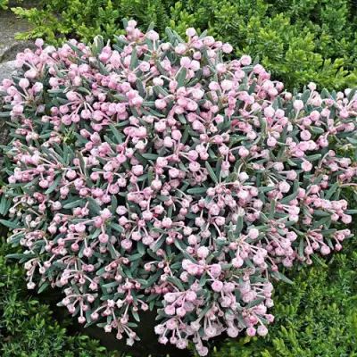 Андромеда БЛЮ АЙС многолистная   в Рогачеве