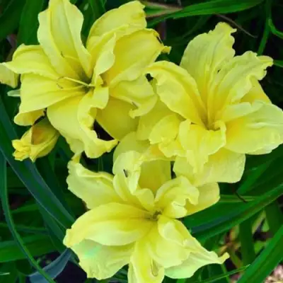 Лилейник ДАБЛ РИВЕР ВАЙ гибридный в Рогачеве