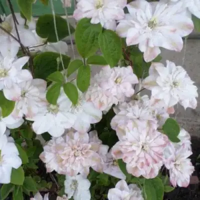 Клематис ИННОСЕНТ БЛАШ в Рогачеве