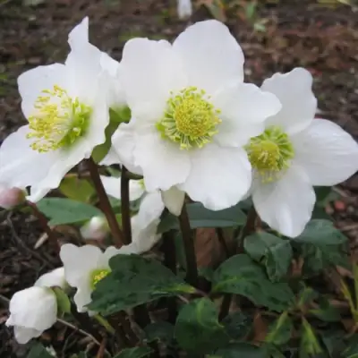 Морозник ЧЕРНЫЙ в Рогачеве