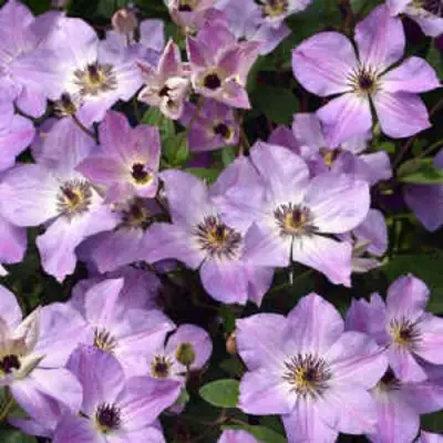 Клематис МОНИНГ СКАЙ в Рогачеве