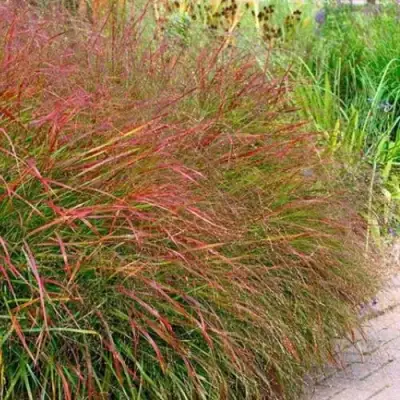 Просо ШЕНАНДО прутьевидное в Рогачеве