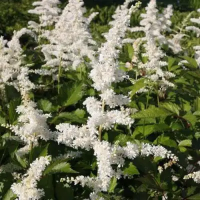 Астильба ДОЙЧЛАНД японская в Рогачеве