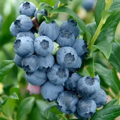 Голубика ХАРДИБЛЮ в Рогачеве