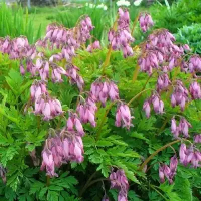 Дицентра изящная в Рогачеве