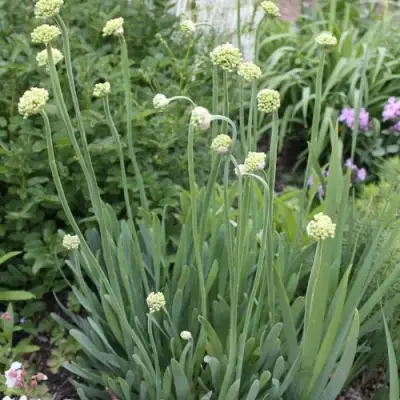 Лук слизун в Рогачеве