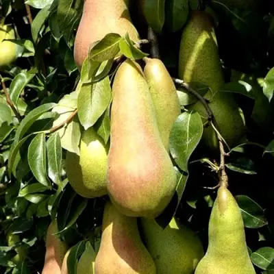 Груша КОНКОРД в Рогачеве