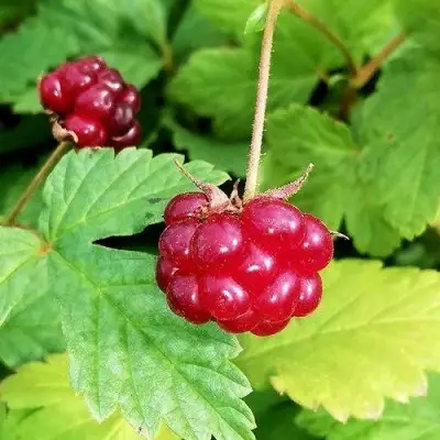 Княженика АННА в Рогачеве