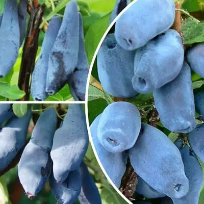 Комплект СИЯНИЕ ГЛАЗ в Рогачеве