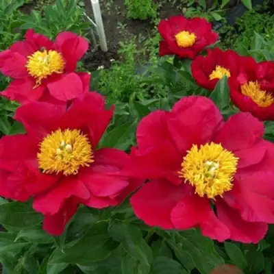 Пион АМЕРИКА травянистый в Рогачеве