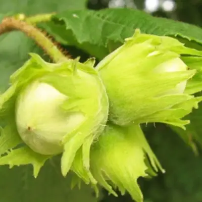 Фундук КАТАЛОНСКИЙ в Рогачеве