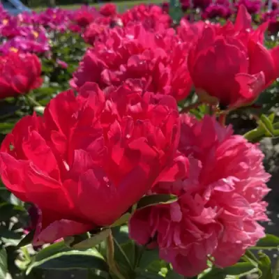 Пион БЕЛГРАВИЯ травянистый в Рогачеве