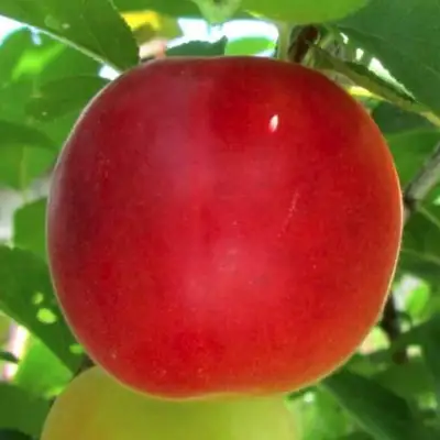 Плумкот БИРИКОККОЛО БОЛОГНЕС в Рогачеве