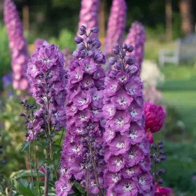 Дельфиниум ДЕЛЬФИС ПИНК ПАУЭ высокий в Рогачеве