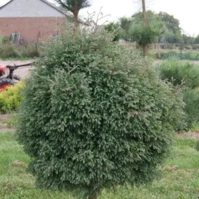 Туя вересковидная в Рогачеве