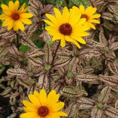 Гелиопсис САММЕР ПИНК в Рогачеве