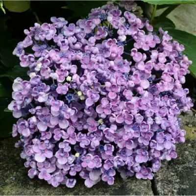 Гортензия АИША крупнолистная  в Рогачеве