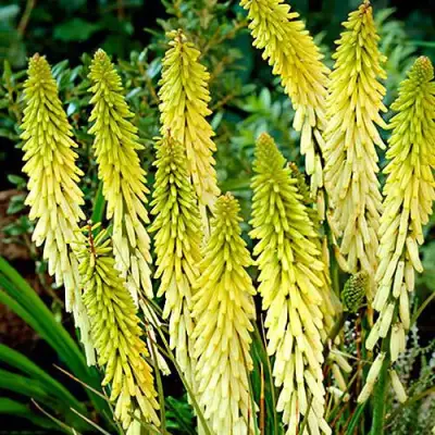 Книфофия ЛИТТЛ МЕЙД гибридная в Рогачеве