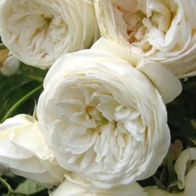 Роза АРТЕМИС шраб в Рогачеве