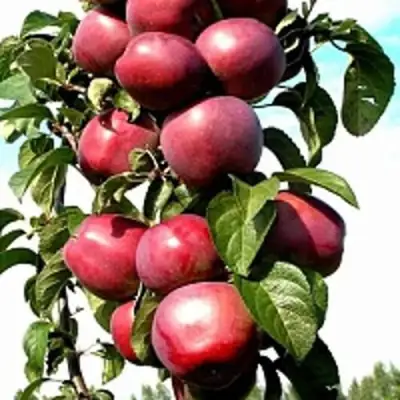 Яблоня МОСКОВСКОЕ ОЖЕРЕЛЬЕ колонновидная в Рогачеве