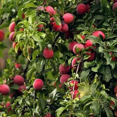 Слива КЛЕОПАТРА в Рогачеве