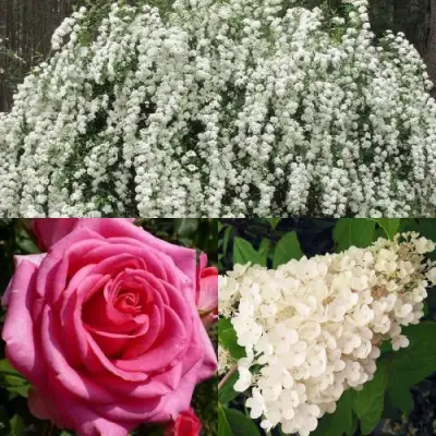 Комплект ВЕЧНАЯ КЛАССИКА в Рогачеве