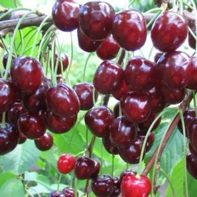Черешня ОВСТУЖЕНКА в Рогачеве