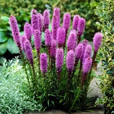 Лиатрис РОЗЕА колосковая в Рогачеве