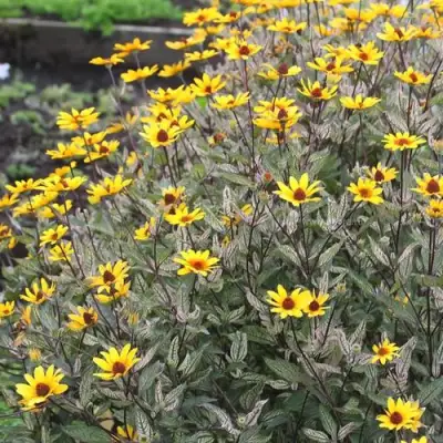 Гелиопсис САММЕР ПИНК в Рогачеве