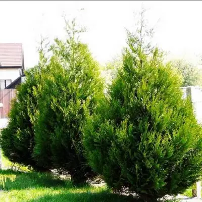 Туя АТРОВИРЕНС складчатая в Рогачеве