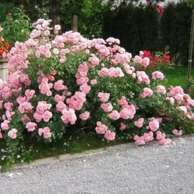 Роза БОНИКА флорибунда в Рогачеве