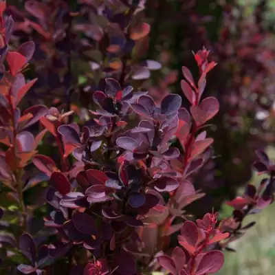 Барбарис ХЕЛМОНД ПИЛЛАР тунберга в Рогачеве