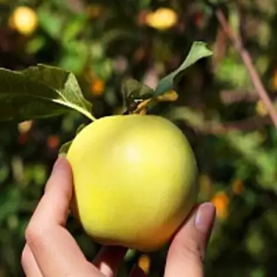 Яблоня РОССИЯНКА в Рогачеве