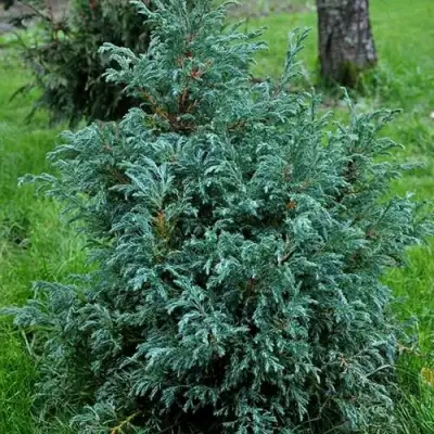 Кипарисовик БЕБИ БЛЮ горохоплодный в Рогачеве