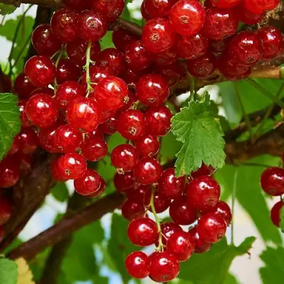 Смородина красная НАТАЛИ в Рогачеве