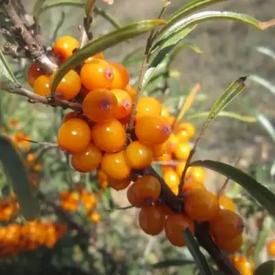 Облепиха СУДАРУШКА в Рогачеве