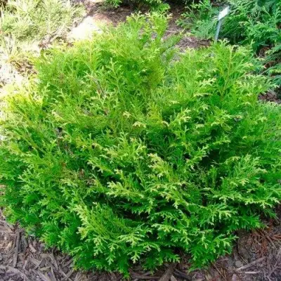 Туевик НАНА долотовидный  в Рогачеве