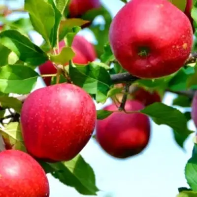 Яблоня МОДИ в Рогачеве