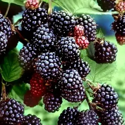 Ежевика ЭВЕРГРИН бесшипная  в Рогачеве