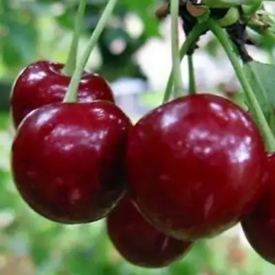 Вишня ГРИОТ БЕЛОРУССКИЙ в Рогачеве